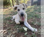 Small #1 Labrador Retriever Mix