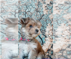 Morkie Puppy for sale in FORT WORTH, TX, USA