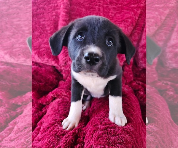 Medium Photo #2 Anatolian Pyrenees Puppy For Sale in Royal Palm Beach, FL, USA