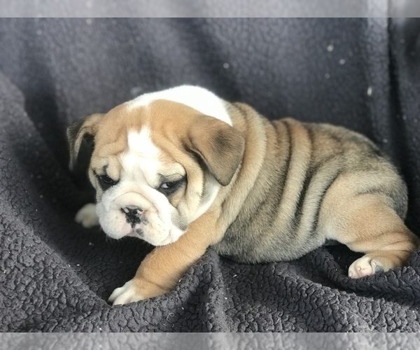 Medium Photo #6 English Bulldog Puppy For Sale in BOWLING GREEN, KY, USA