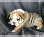 Small Photo #6 English Bulldog Puppy For Sale in BOWLING GREEN, KY, USA