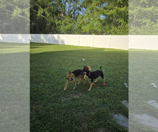 Medium Photo #2 German Shepherd Dog Puppy For Sale in La Grange , NC, USA