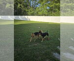 Small #1 German Shepherd Dog