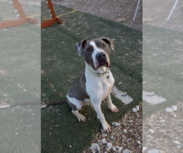 Medium Photo #1 Mutt Puppy For Sale in Foristell, MO, USA