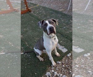 Mutt Dogs for adoption in Foristell, MO, USA