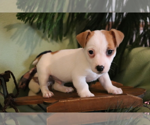 Medium Photo #4 Jack Russell Terrier Puppy For Sale in SHILOH, OH, USA