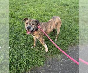 Presa Canario-Unknown Mix Dogs for adoption in Forestville, MD, USA