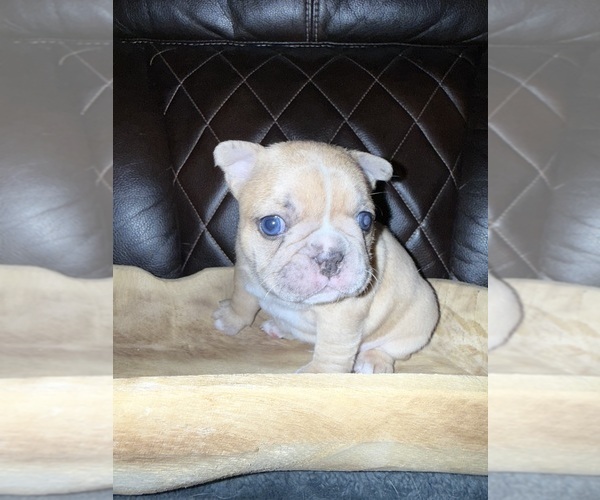 Medium Photo #6 French Bulldog Puppy For Sale in DOVER, FL, USA