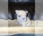 Small #5 French Bulldog