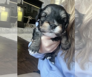 YorkiePoo Puppy for sale in FORT WAYNE, IN, USA