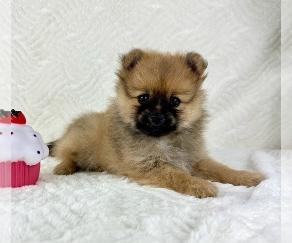 Medium Photo #2 Pomeranian Puppy For Sale in GREENFIELD, IN, USA
