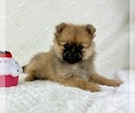 Small #1 Pomeranian