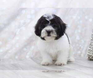 Zuchon Puppy for sale in MARIETTA, GA, USA