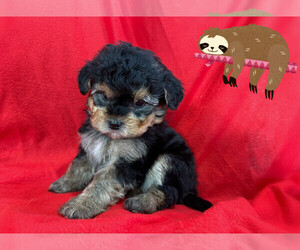 Maltipoo Puppy for Sale in SAN FRANCISCO, California USA