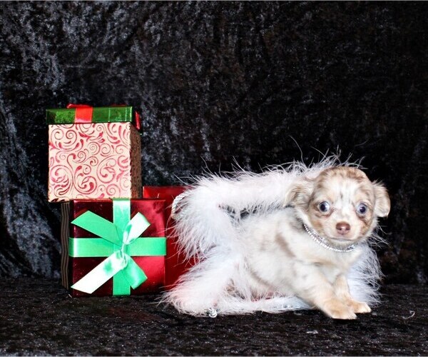 Medium Photo #28 Chihuahua Puppy For Sale in CHARLESTON, AR, USA