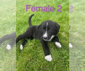 Border Collie-German Shepherd Dog Mix Puppy for sale in BASIN CITY, WA, USA