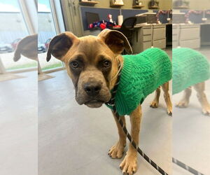 Mutt Dogs for adoption in Lakewood, CO, USA