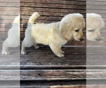Small Photo #34 Goldendoodle Puppy For Sale in PENSACOLA, FL, USA
