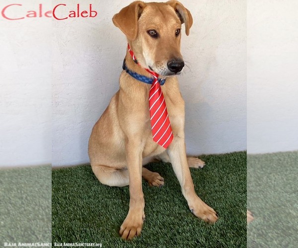 Medium Photo #8 Carolina Dog-Labrador Retriever Mix Puppy For Sale in San Diego, CA, USA