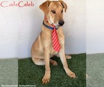 Small #7 Carolina Dog-Labrador Retriever Mix