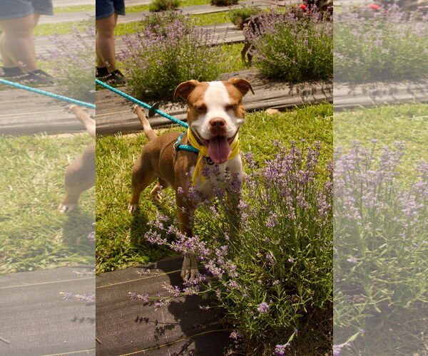 Medium Photo #5 American Pit Bull Terrier Puppy For Sale in Chester, NJ, USA