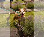 Small Photo #5 American Pit Bull Terrier Puppy For Sale in Chester, NJ, USA