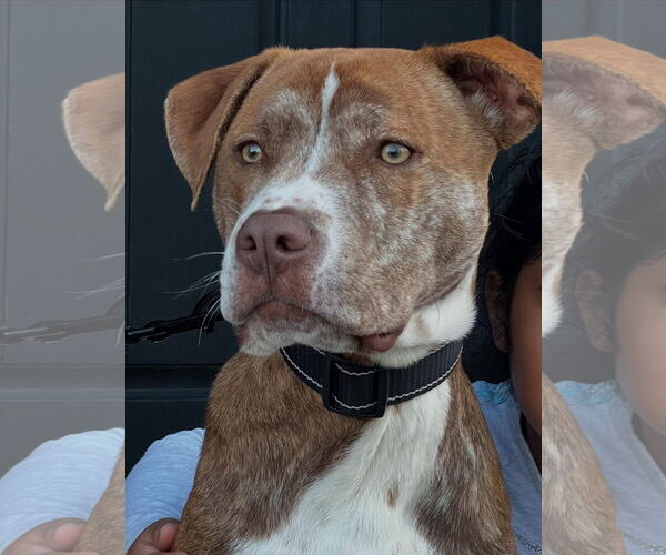 Medium Photo #2 American Staffordshire Terrier-Unknown Mix Puppy For Sale in Tarrytown, GA, USA