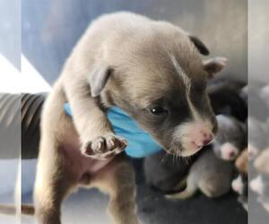 American Staffordshire Terrier-Unknown Mix Dogs for adoption in San Antonio, TX, USA