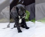 Puppy 3 Cavalier King Charles Spaniel-Goldendoodle Mix