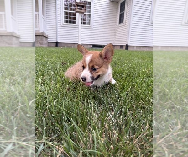 Medium Photo #16 Pembroke Welsh Corgi Puppy For Sale in MILFORD, IN, USA