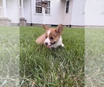Small Photo #16 Pembroke Welsh Corgi Puppy For Sale in MILFORD, IN, USA