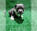 Small #7 American Bully