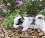 Small Photo #2 American Corgi Puppy For Sale in BRANDON, FL, USA
