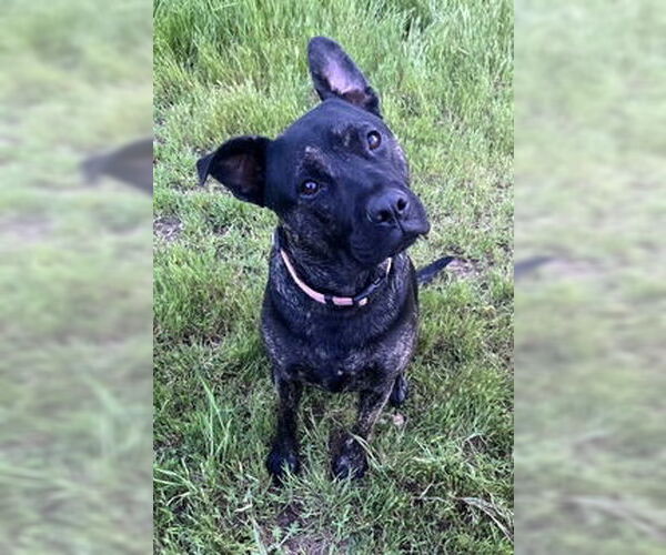 Medium Photo #1 French Bulldog-Unknown Mix Puppy For Sale in Fremont, CA, USA