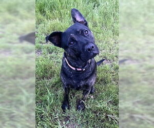 French Bulldog-Unknown Mix Dogs for adoption in Fremont, CA, USA