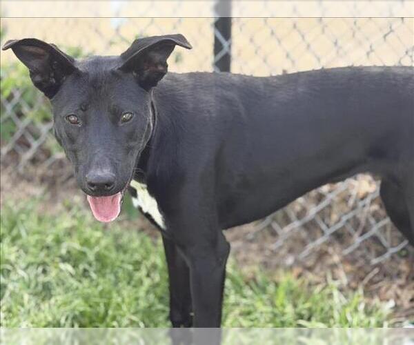 Medium Photo #1 Labrador Retriever-Unknown Mix Puppy For Sale in Tulsa, OK, USA