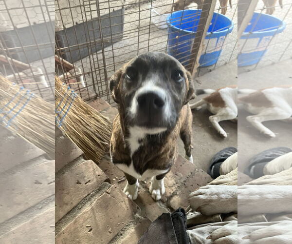 Medium Photo #2 Boxador Puppy For Sale in Slidell, LA, USA