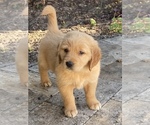 Small Photo #2 Golden Retriever Puppy For Sale in BROOKER, FL, USA