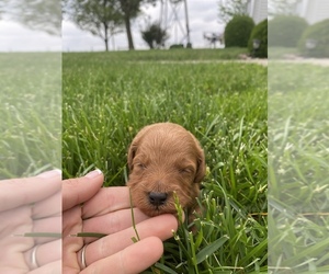 Goldendoodle (Miniature) Puppy for sale in ARCOLA, IL, USA