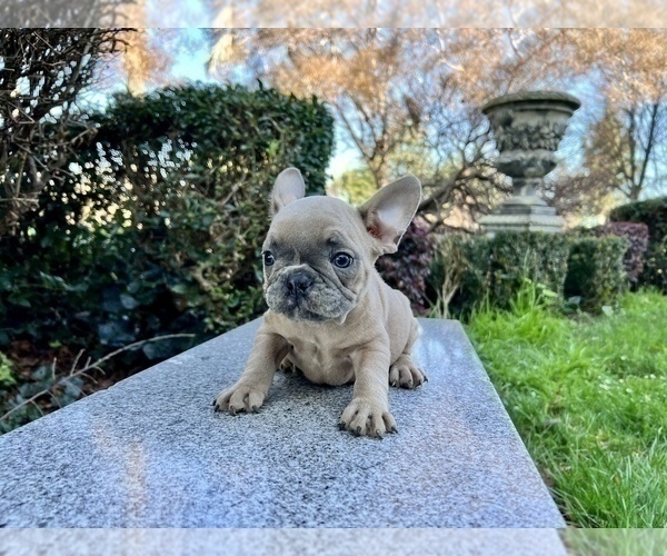 Medium Photo #193 French Bulldog Puppy For Sale in HAYWARD, CA, USA