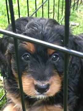 Medium Photo #1 Miniature Bernedoodle Puppy For Sale in ARCHBOLD, OH, USA