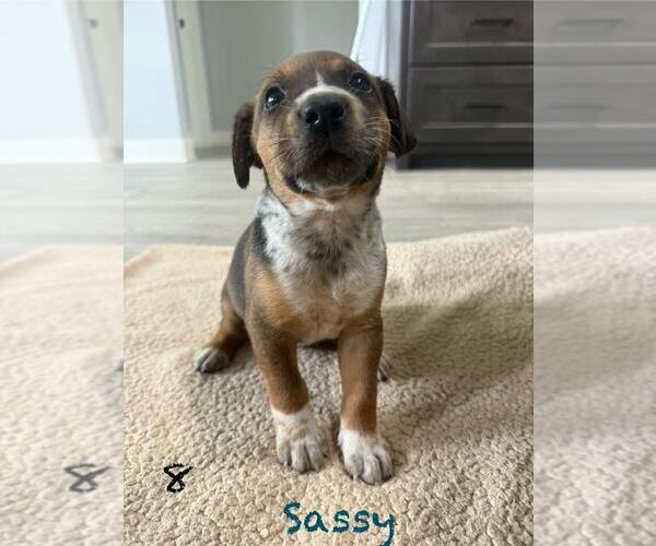 Medium Photo #2 Mutt Puppy For Sale in FRAMINGHAM, MA, USA