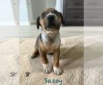 Small #1 Mutt