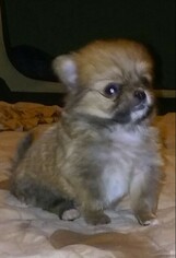 Chiranian Puppy for sale in MESA, AZ, USA