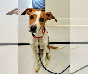 Unknown-Whippet Mix Dogs for adoption in Mt. Gilead, OH, USA