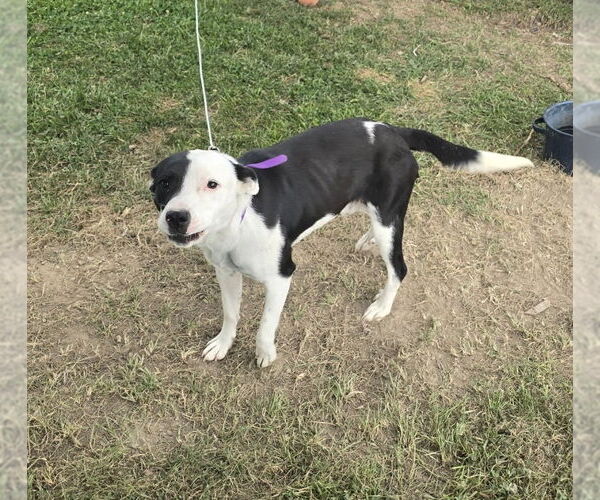 Medium Photo #3 Mutt Puppy For Sale in Osgood, IN, USA