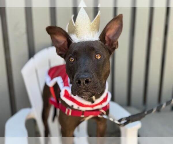 Medium Photo #3 Pharaoh Hound-Unknown Mix Puppy For Sale in Santa Rosa, CA, USA