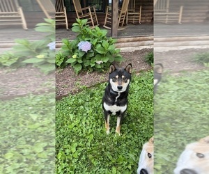 Father of the Shiba Inu puppies born on 08/23/2025