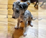 Small Photo #6 Great Dane Puppy For Sale in LYERLY, GA, USA