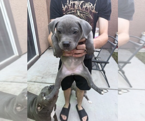 Medium Photo #7 American Pit Bull Terrier Puppy For Sale in HENDERSON, NV, USA